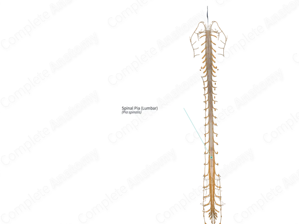 Spinal Pia (Lumbar)