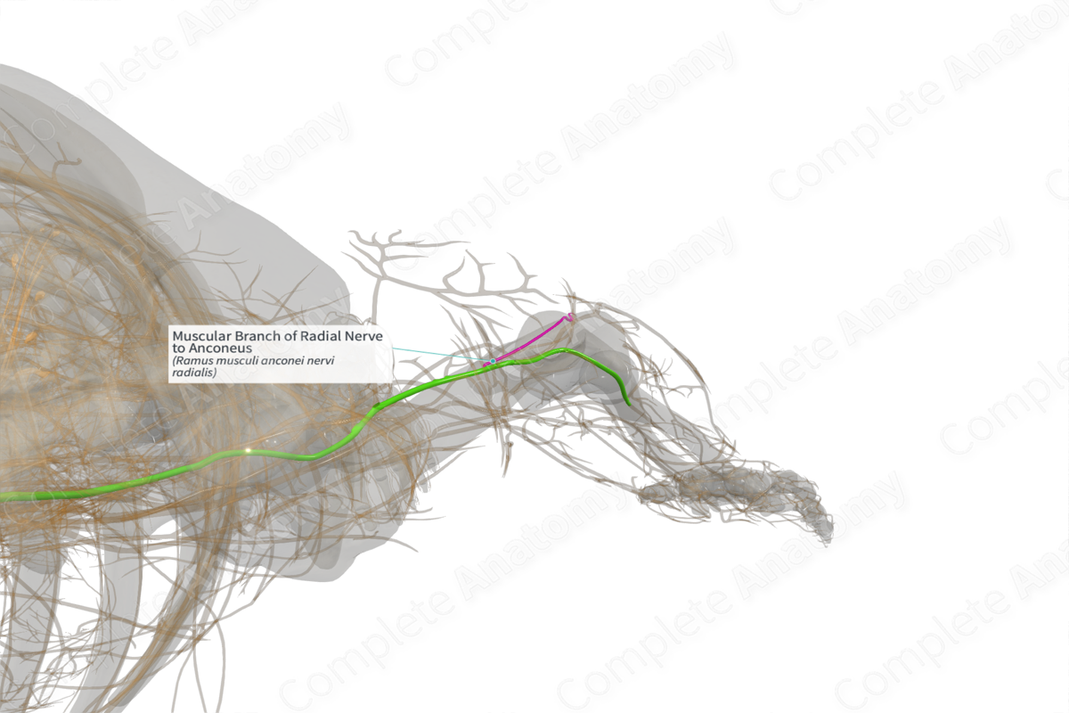 Muscular Branch of Radial Nerve to Anconeus (Right)