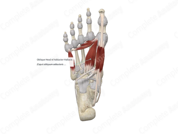 Oblique Head of Adductor Hallucis