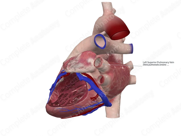 Left Superior Pulmonary Vein