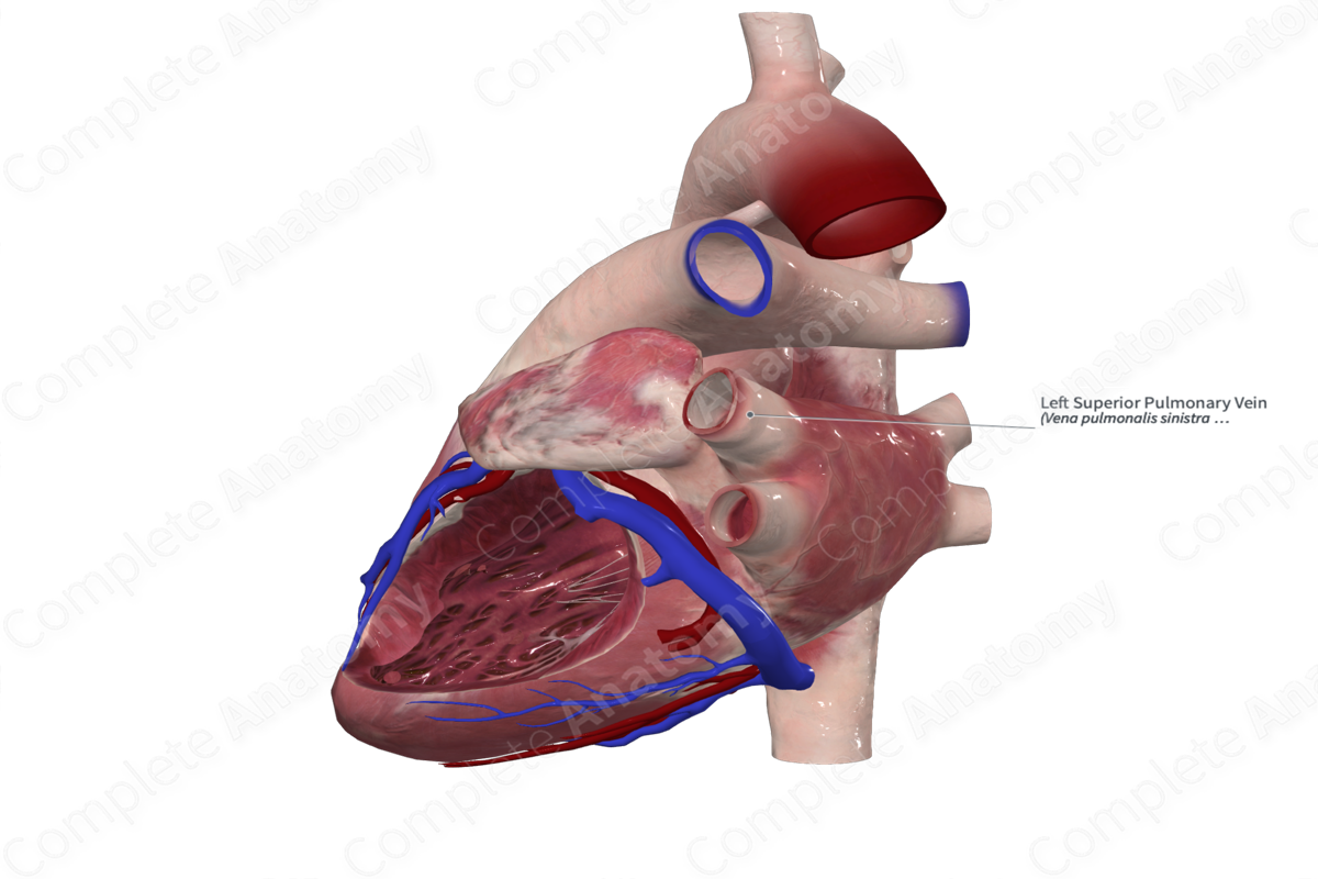 Left Superior Pulmonary Vein