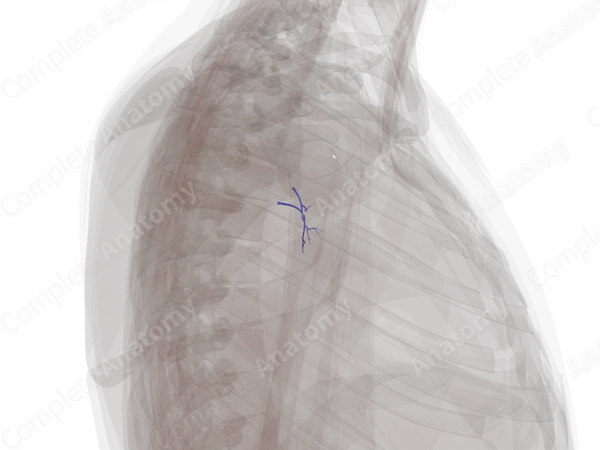 Veins of Respiratory System