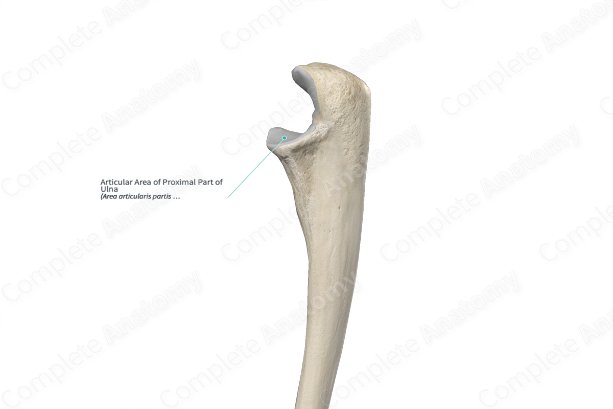 Articular Area of Proximal Part of Ulna 
