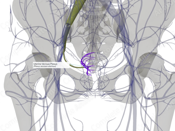 Uterine Venous Plexus (Left)