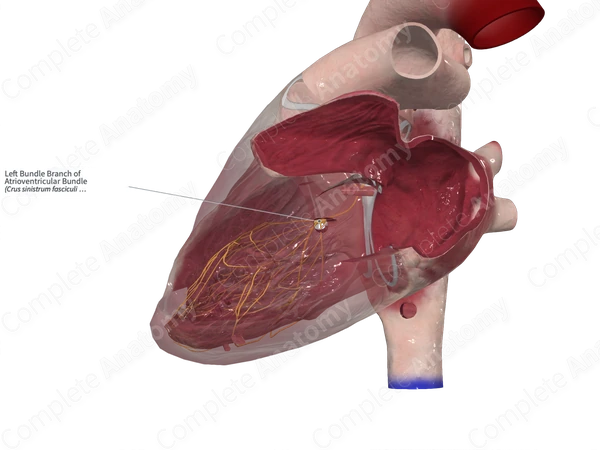 Left Bundle Branch of Atrioventricular Bundle