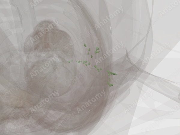Axillary Nodes (Left)