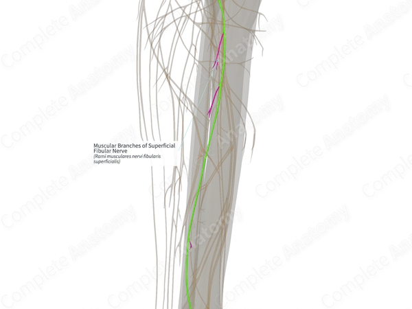Muscular Branches of Superficial Fibular Nerve (Right)