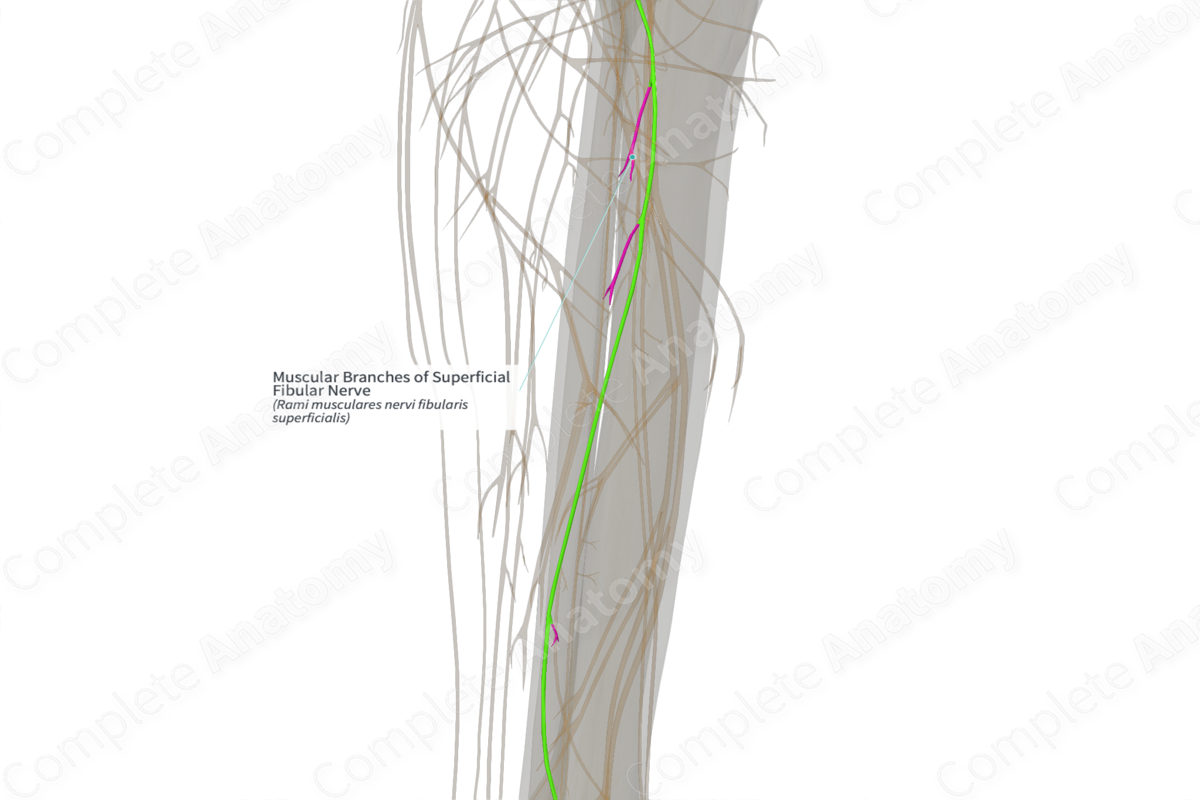 Muscular Branches of Superficial Fibular Nerve (Right)