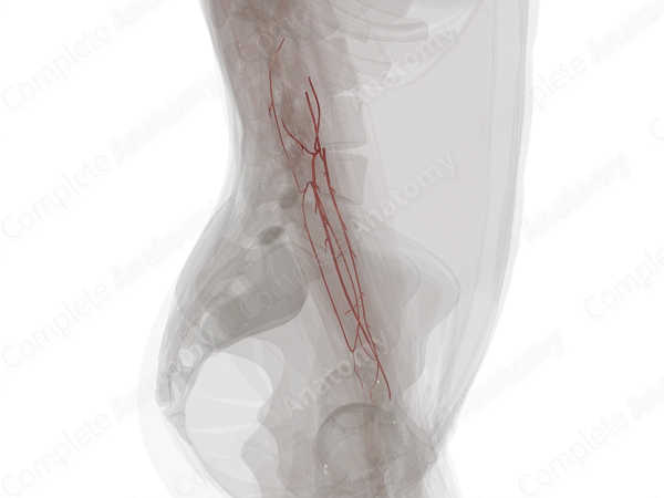 Arteries of Forearm (Left)