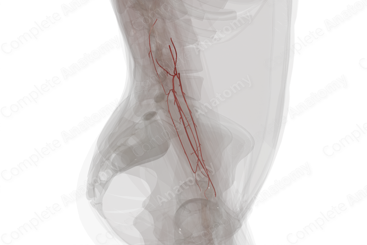 Arteries of Forearm (Left)
