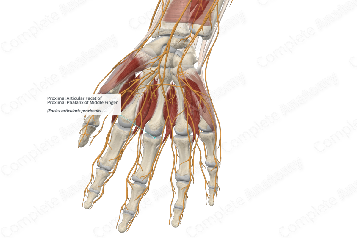Proximal Articular Facet of Proximal Phalanx of Middle Finger 