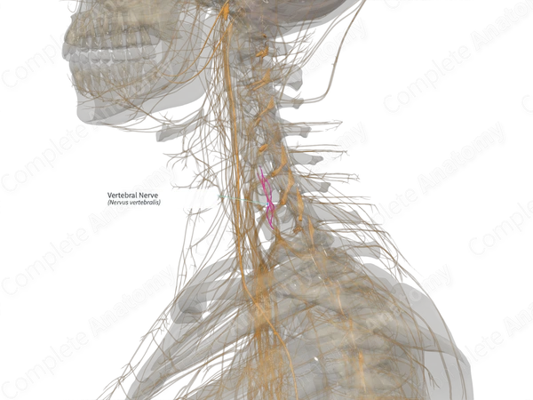 Vertebral Nerve (Right)