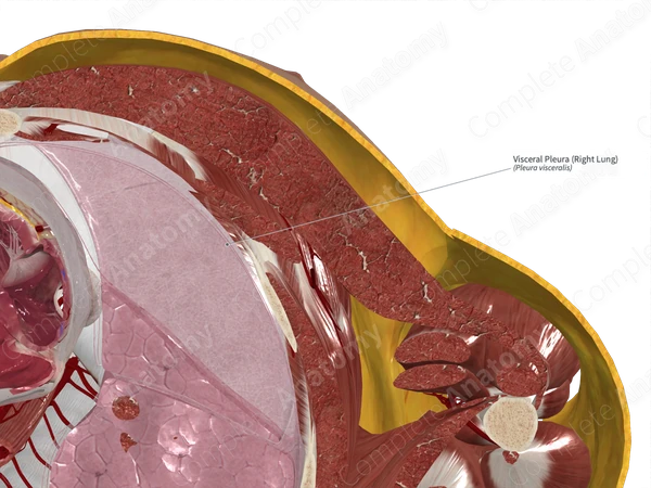 Visceral Pleura (Right Lung)