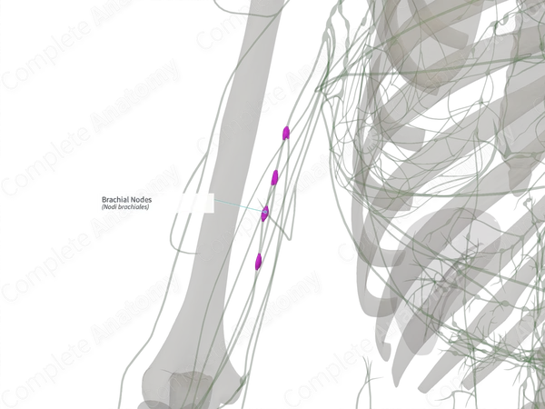 Brachial Nodes (Right)