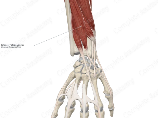 Extensor Pollicis Longus