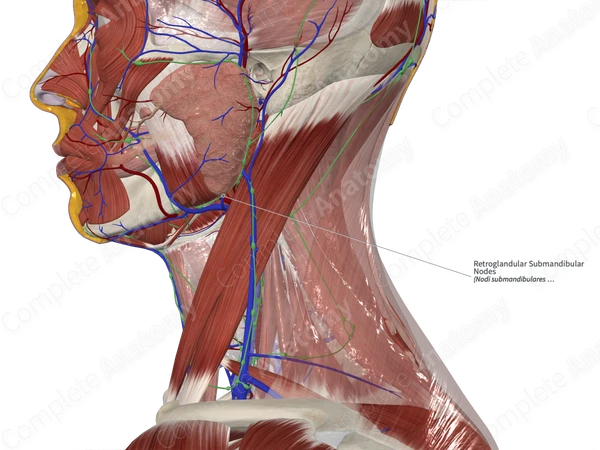 Retroglandular Submandibular Nodes 