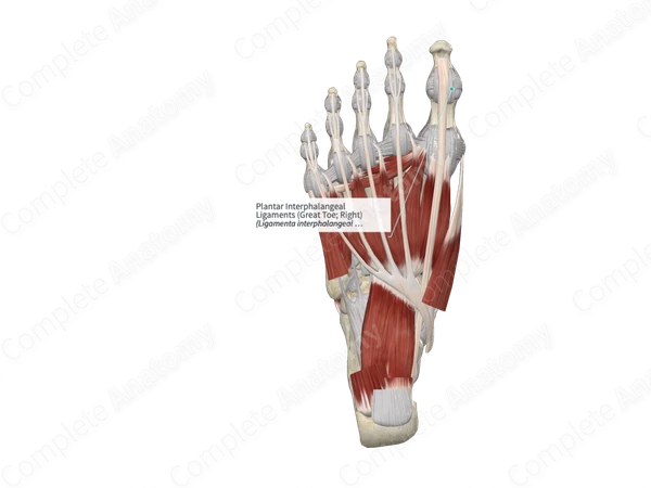 Plantar Interphalangeal Ligaments (Great Toe; Left)