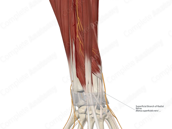 Superficial Branch of Radial Nerve 