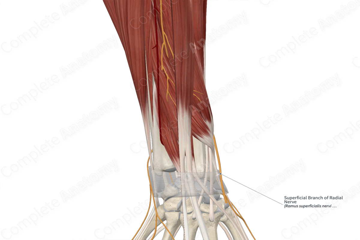 Superficial Branch of Radial Nerve 