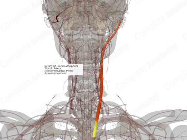 Infrahyoid Branch of Superior Thyroid Artery (Right)