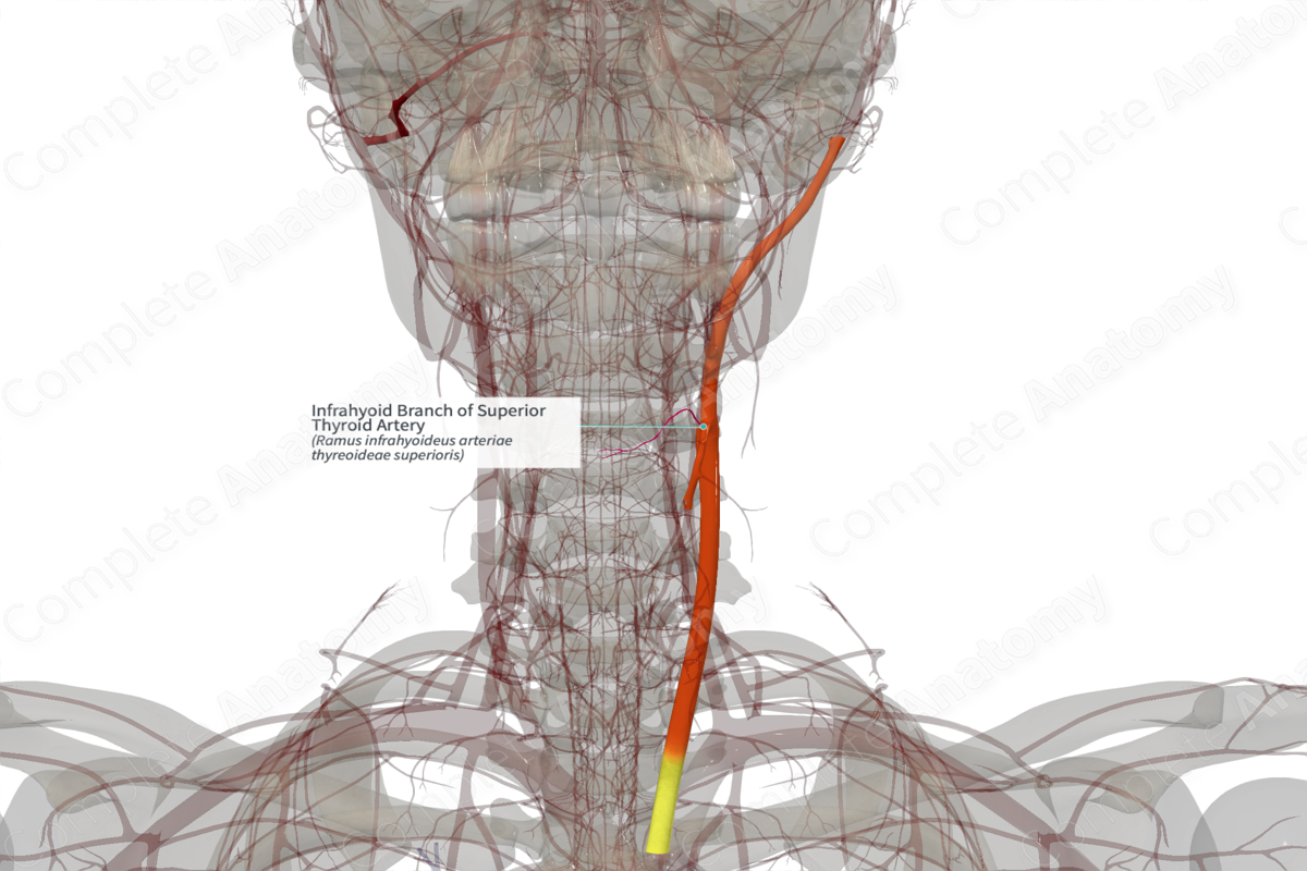 Infrahyoid Branch of Superior Thyroid Artery (Right)