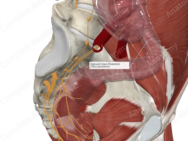 Sigmoid Colon (Posterior)