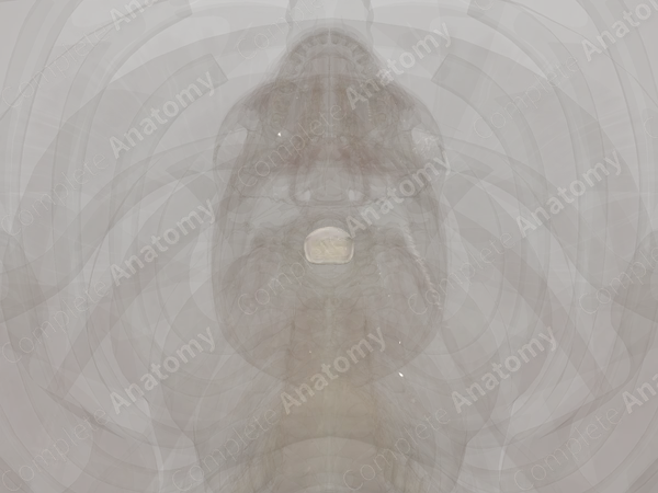 Intervertebral Disc (C4-C5)