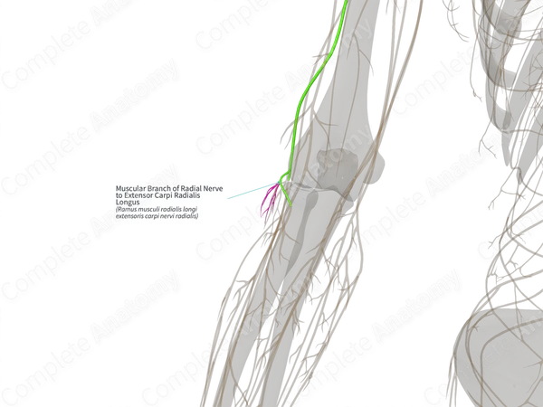 Muscular Branch of Radial Nerve to Extensor Carpi Radialis Longus (Right)