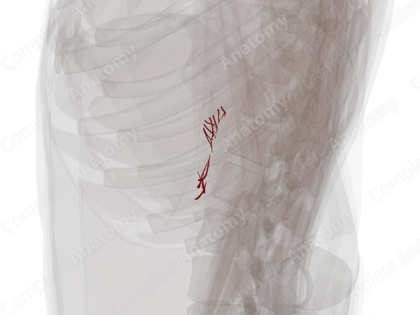 Arteries of Suprarenal Glands