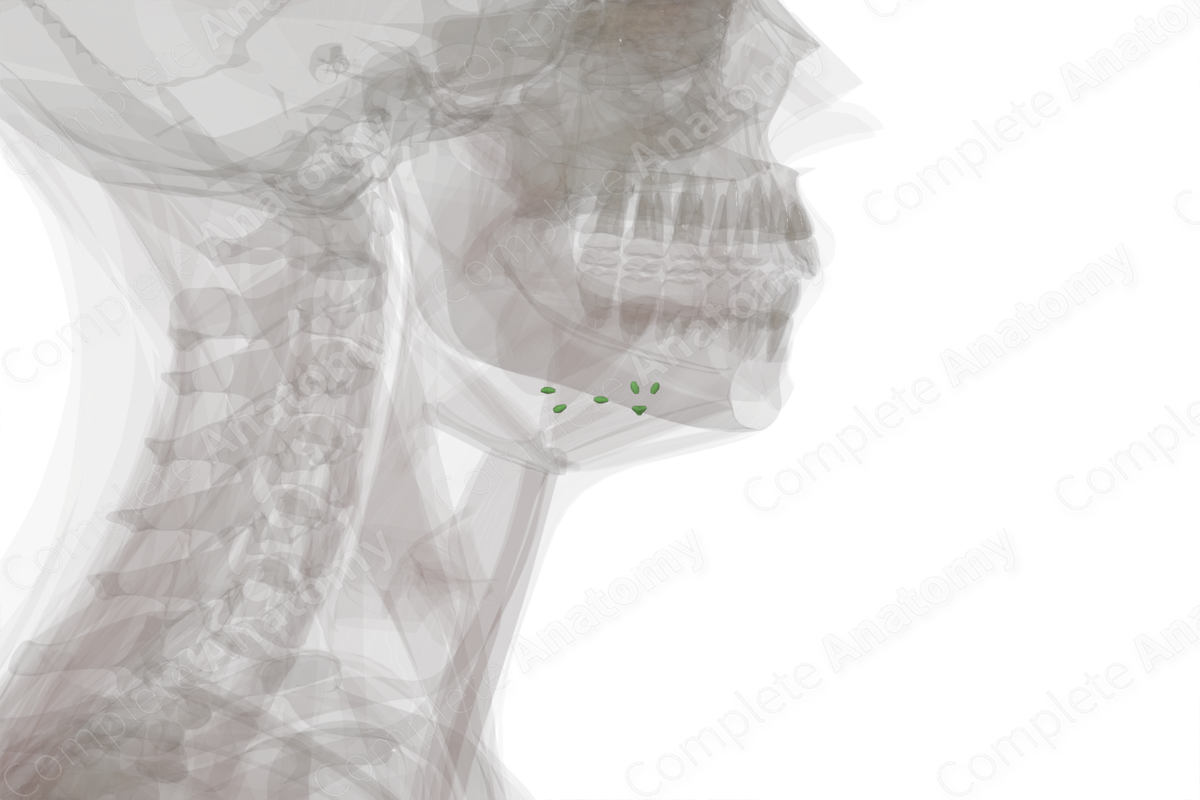 Lingual Nodes (Left)