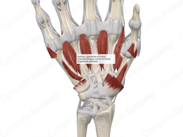 Palmar Ligaments of Distal Interphalangeal Joints of Hand 