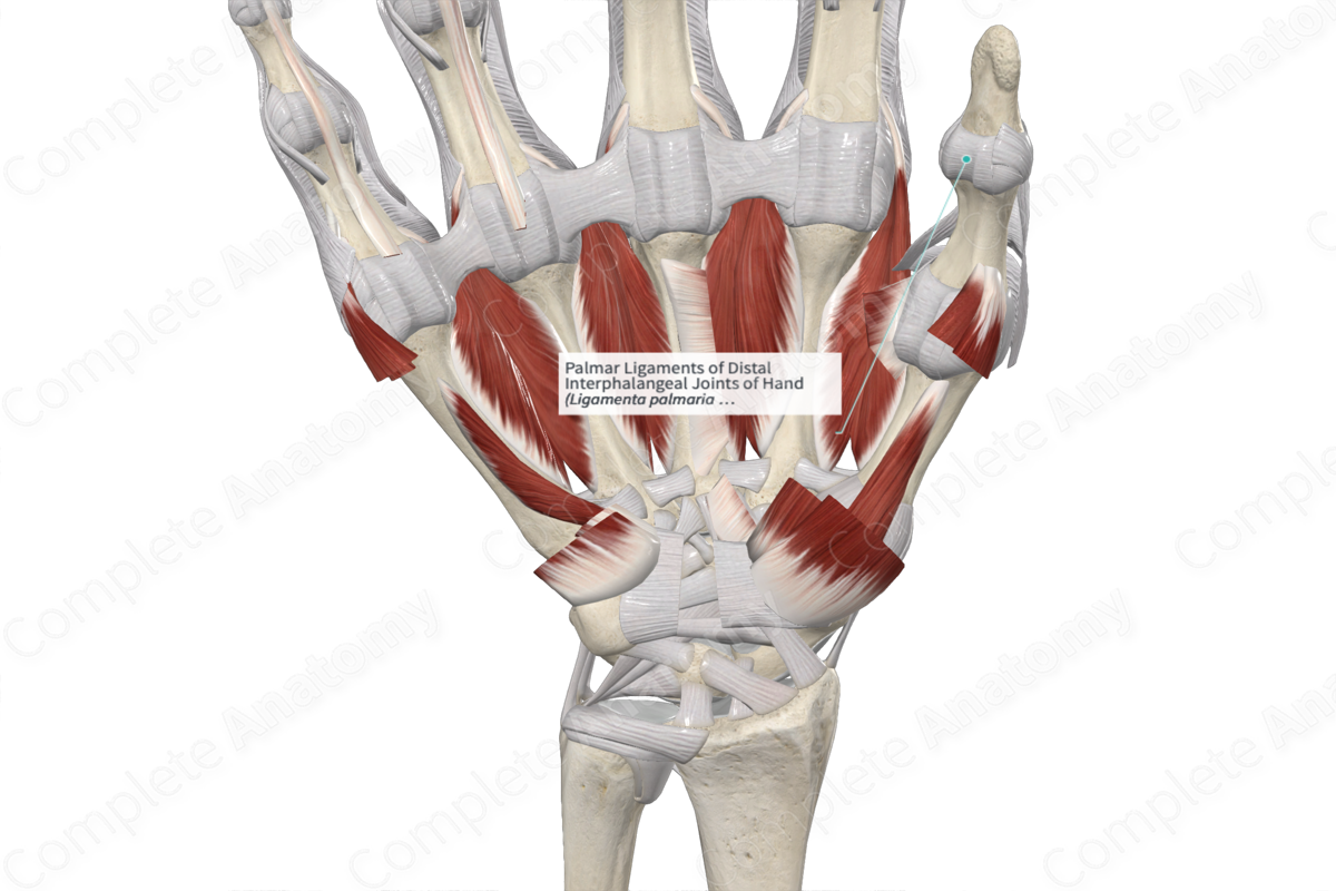 Palmar Ligaments of Distal Interphalangeal Joints of Hand 