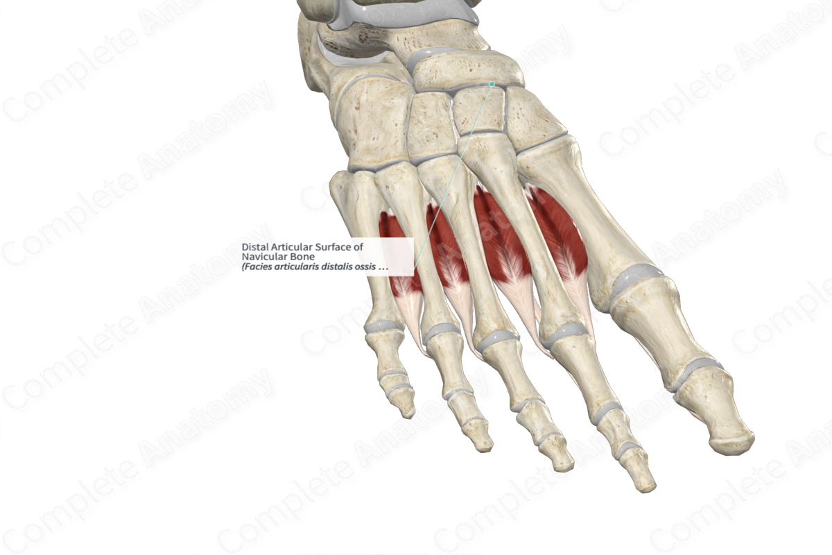 Distal Articular Surface of Navicular Bone 