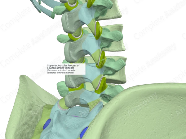 Superior Articular Process of Fourth Lumbar Vertebra (Right)