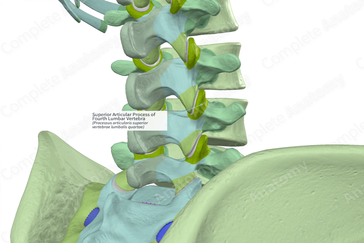 Superior Articular Process of Fourth Lumbar Vertebra (Right)