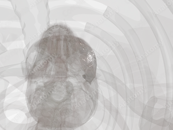 Parotid-Masseteric Fascia (Left)