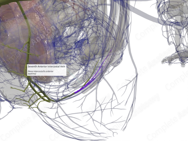 Seventh Anterior Intercostal Vein (Left)