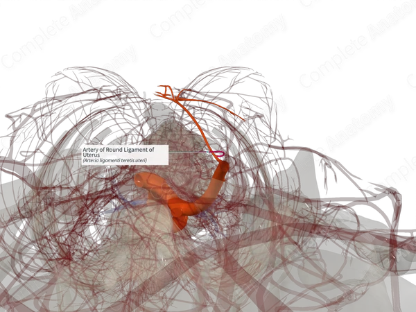 Artery of Round Ligament of Uterus (Left)