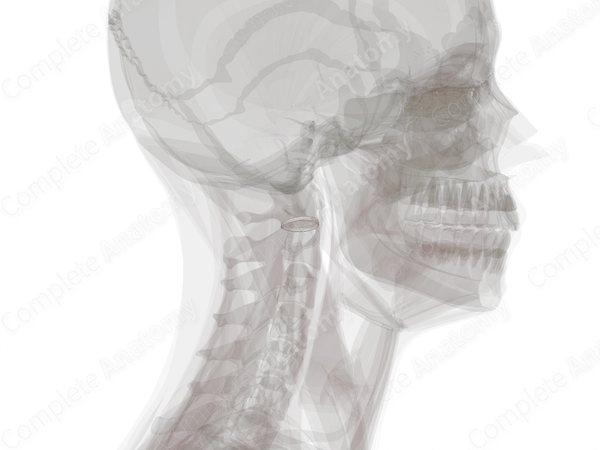 Articular Capsule of Lateral Atlantoaxial Joint (Left)