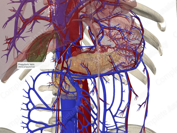 Prepyloric Vein