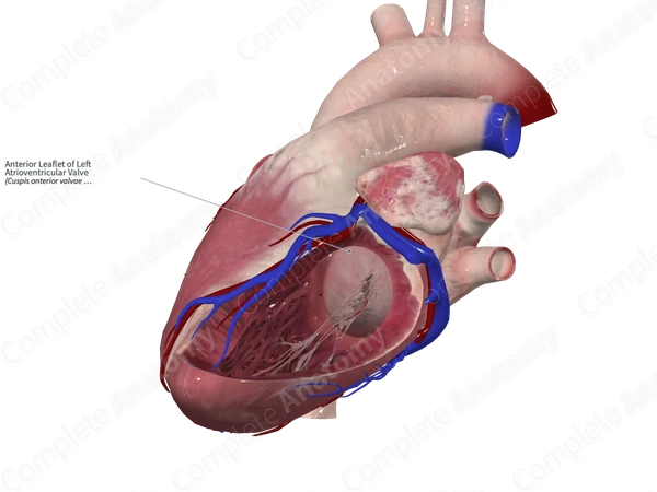 Anterior Leaflet of Left Atrioventricular Valve