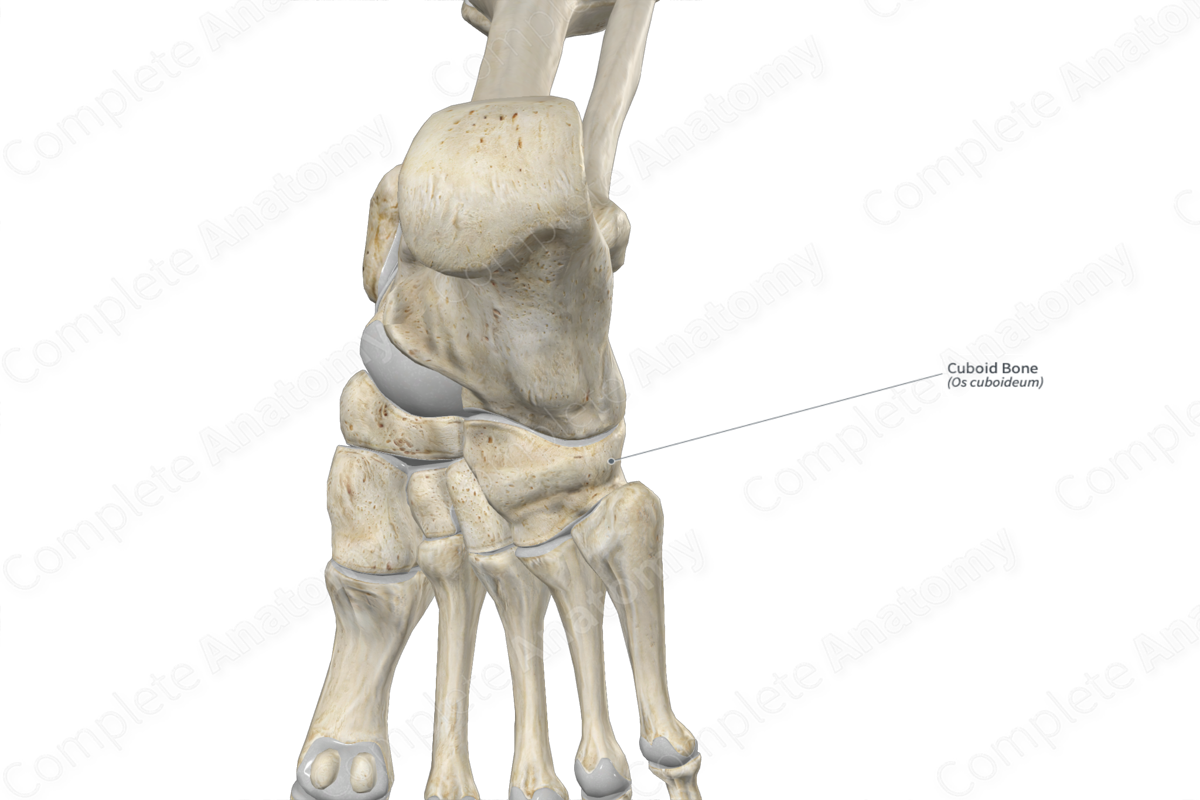 Cuboid Bone 