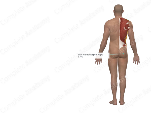Skin (Gluteal Region; Right)