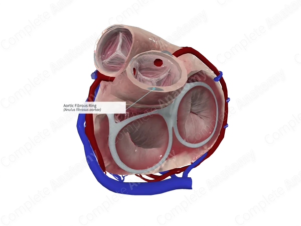 Aortic Fibrous Ring