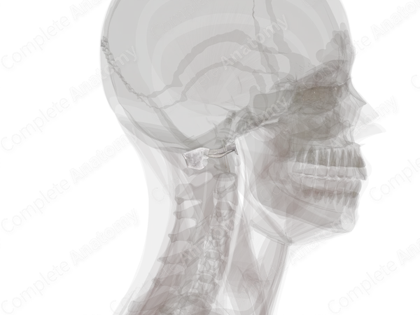 Atlantooccipital Joint