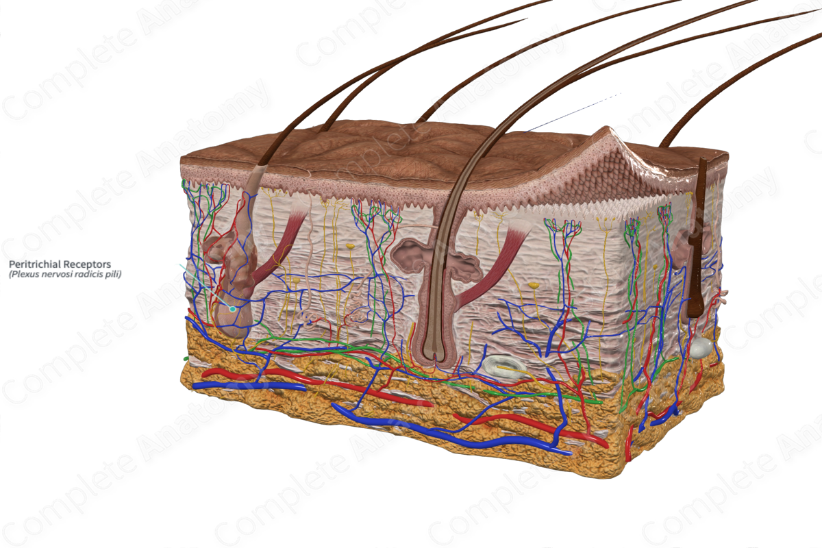 Peritrichial Receptors | Complete Anatomy