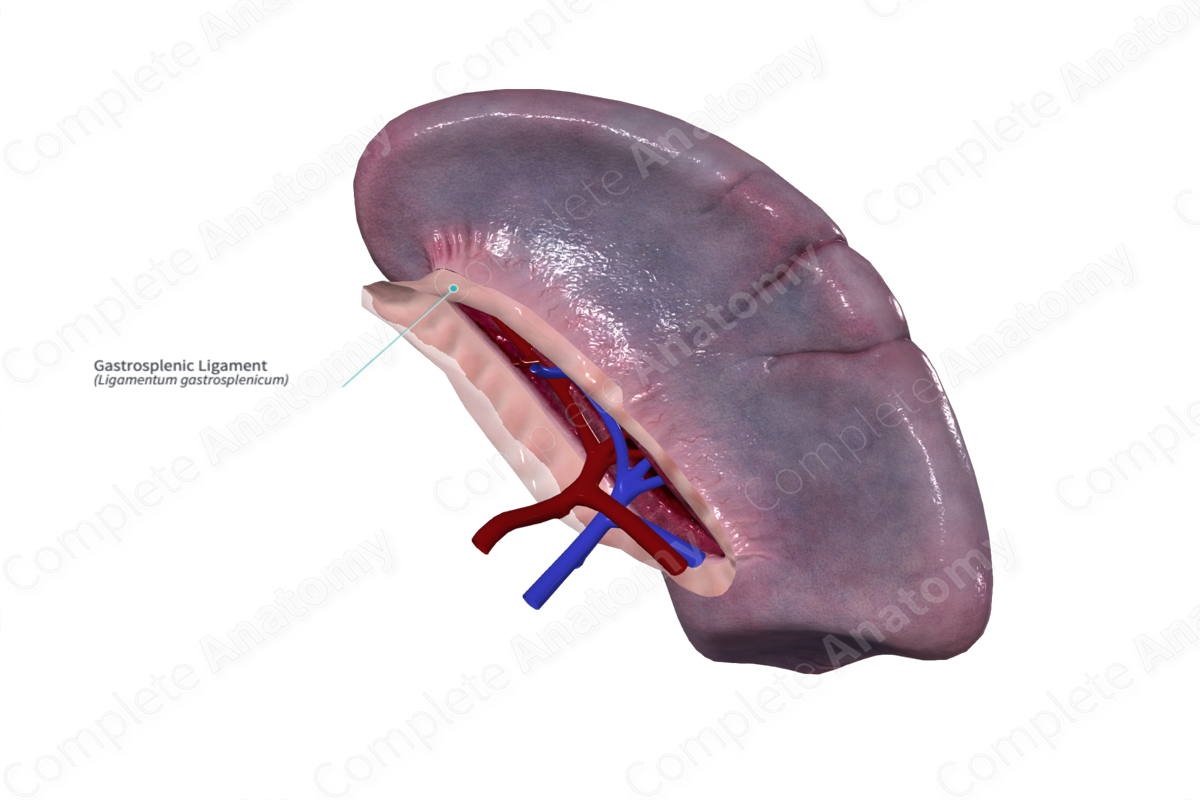 Gastrosplenic Ligament Complete Anatomy