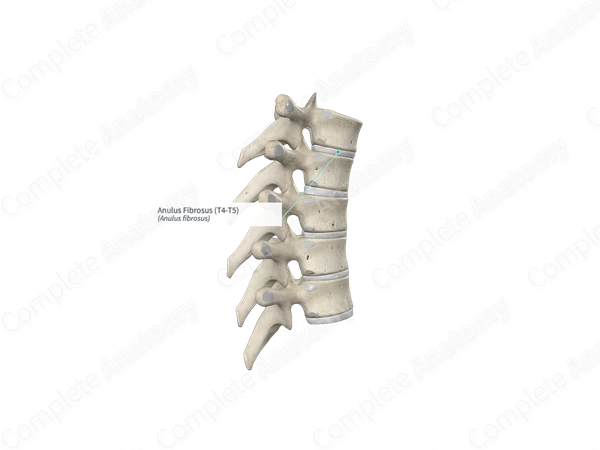 Anulus Fibrosus (T4-T5)