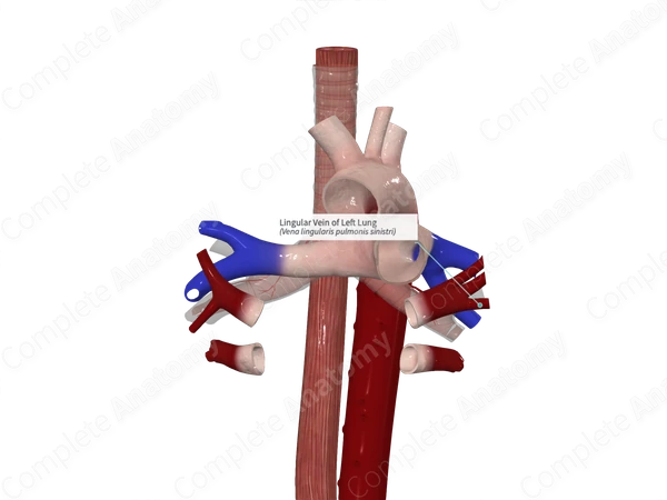 Lingular Vein of Left Lung