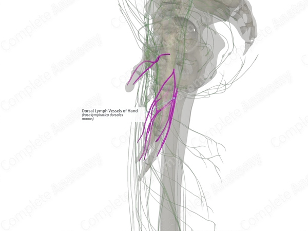 Dorsal Lymph Vessels of Hand (Left)